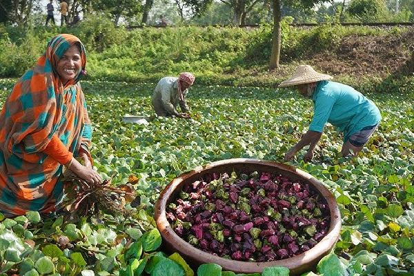 Dry Singhara Water Chestnut